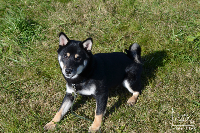 大事な時期&おまけ(子犬を迎える時)_c0099133_13355953.jpg