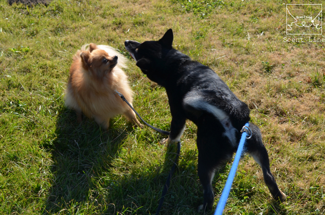 大事な時期&おまけ(子犬を迎える時)_c0099133_13385955.jpg