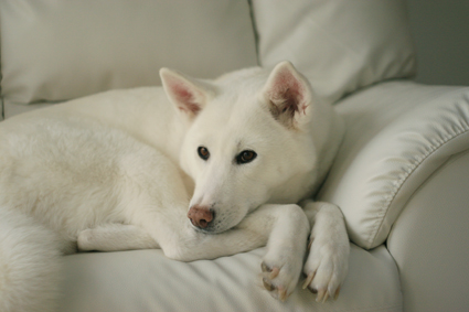 秋田犬のさくらちゃんを偲ぶ_b0031538_2321940.jpg