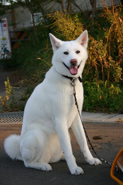 秋田犬のさくらちゃんを偲ぶ_b0031538_232592.jpg