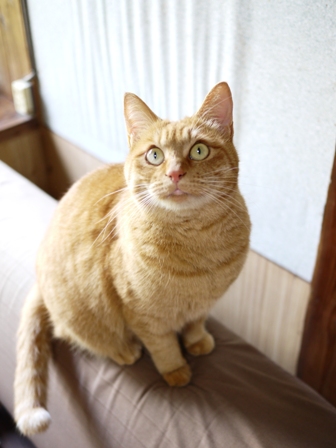 猫のお友だち ミミ子ちゃん編。_a0143140_20271740.jpg