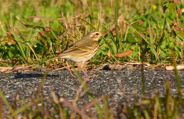 b0288942_98359.jpg