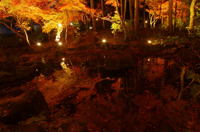 穴場紅葉(up遅れました):緑化センター 豊田_d0186245_1413367.jpg