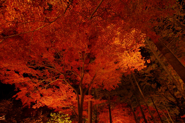 穴場紅葉(up遅れました):緑化センター 豊田_d0186245_14291931.jpg