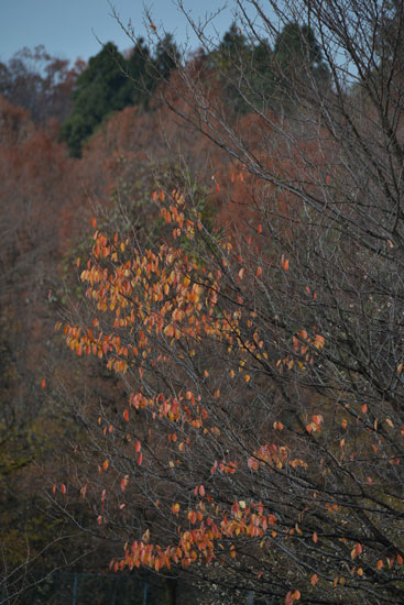奥卯辰山健民公園(秋模様4)_c0093046_92296.jpg