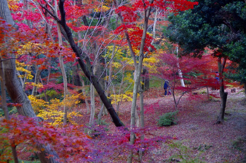 日長神社　紅葉谷_c0238352_2125146.jpg