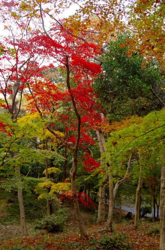 日長神社　紅葉谷_c0238352_2132332.jpg