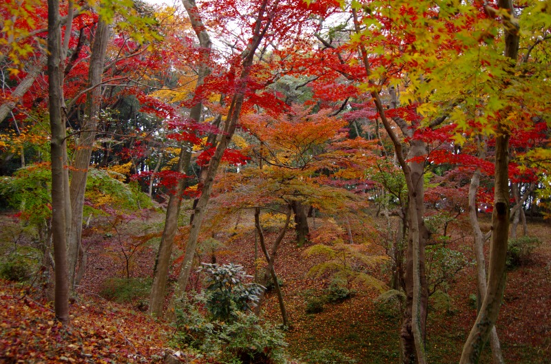 日長神社　紅葉谷_c0238352_2133473.jpg