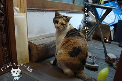 e0031853_1744542.jpg