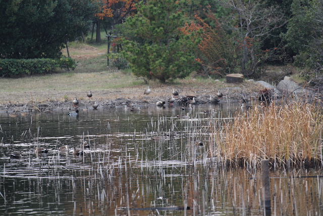 野鳥園、カルガモ、マガモ、オオバン、ムクドリ、子供用ボルダリング_a0030958_2348671.jpg