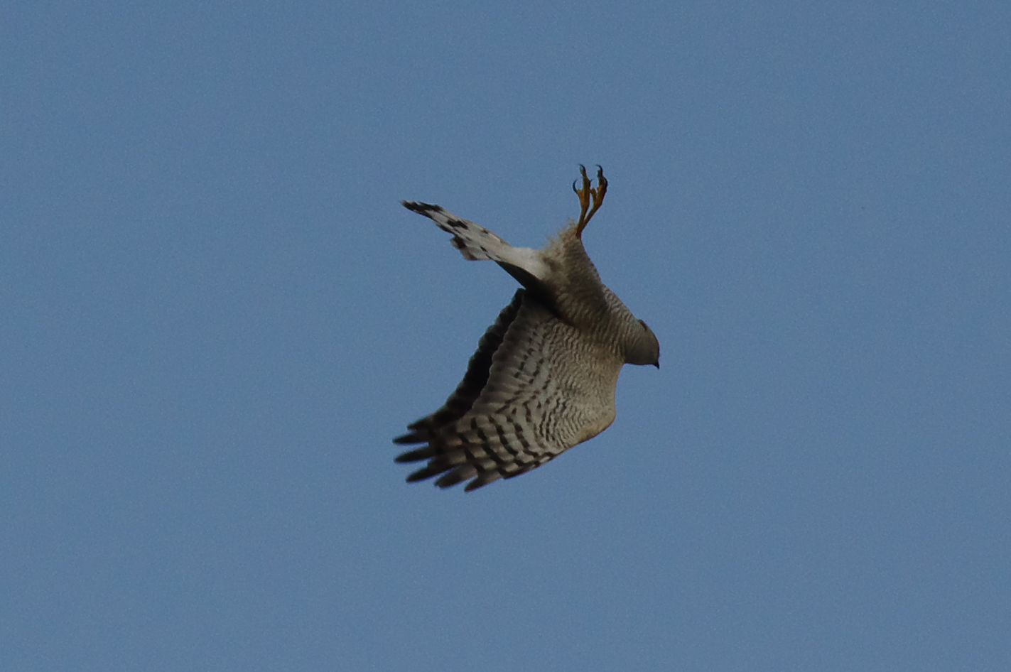 淀川野鳥　ハイタカ　チョウゲンボウ_d0256061_15121693.jpg