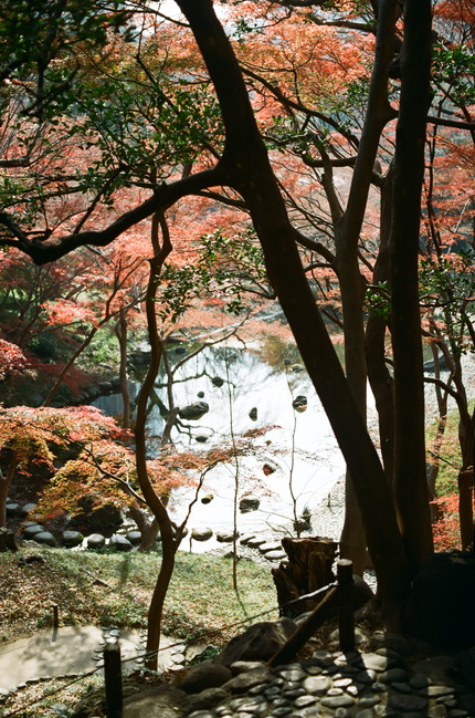 小石川後楽園の秋　1_d0226262_16425766.jpg