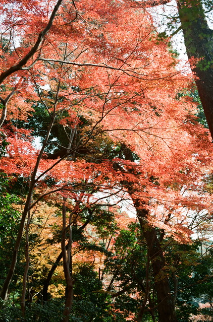 小石川後楽園の秋　1_d0226262_16441199.jpg