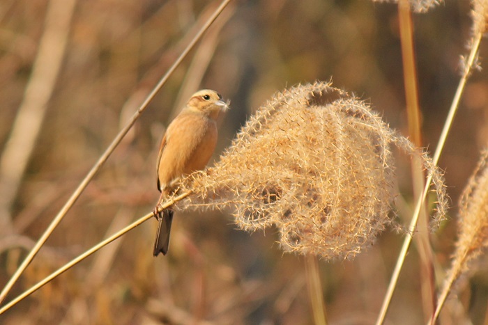 灰ヶ峰の鳥_a0183666_19523432.jpg