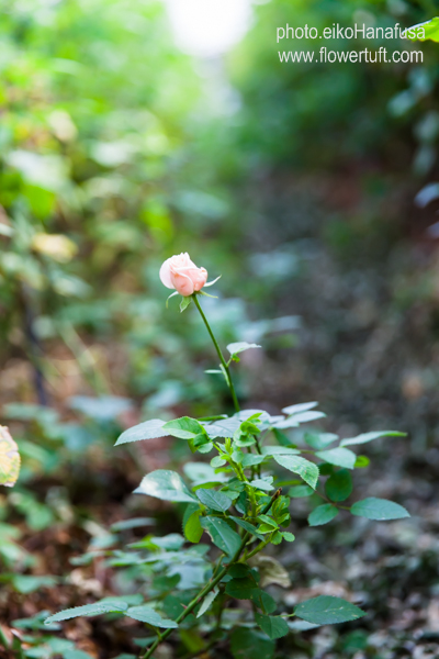 Rose Farm KEIJIさんへ_c0137872_0332988.jpg