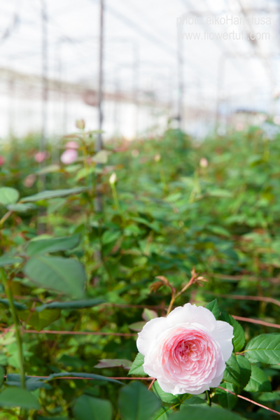 Rose Farm KEIJIさんへ_c0137872_0431551.jpg