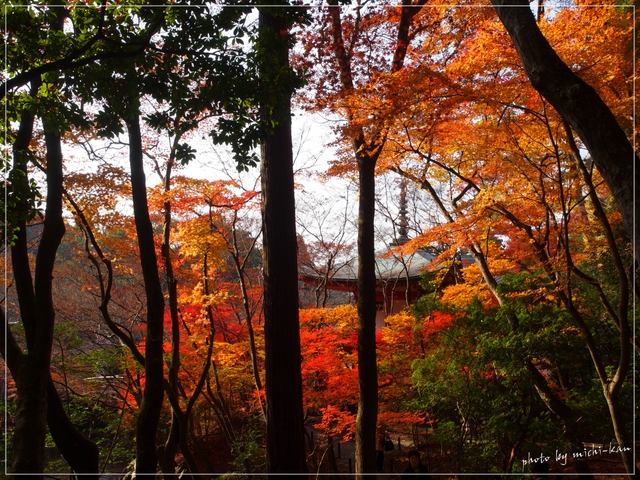 「京都　醍醐寺の紅葉・・・」_e0215073_15321744.jpg