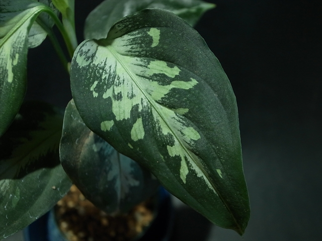 アグラオネマ ピクタム法皇緑AZ0912-X|観葉植物 アグラオネマ ピクタム法皇緑AZ0912-X|観葉植物