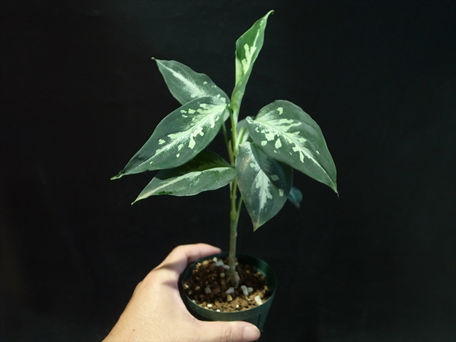 アグラオネマ・ピクタム・マルチカラー・Aglaonema pictum