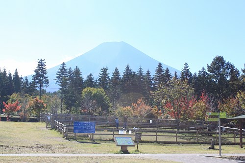 富士山三昧♪　山中湖_d0163482_21291998.jpg