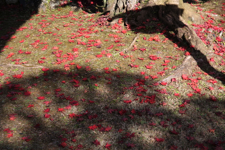 三島市 玉澤妙法華寺の紅葉 後半_e0165983_100591.jpg