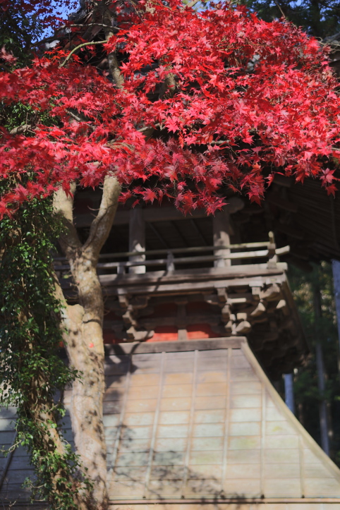 三島市 玉澤妙法華寺の紅葉 後半_e0165983_9593346.jpg