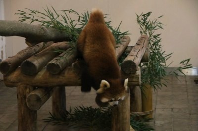 レッサーパンダ　コウ　2013.11.25_e0229690_22203835.jpg