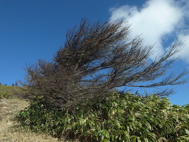 大川入山の留守のひつじ_e0271890_13304728.jpg