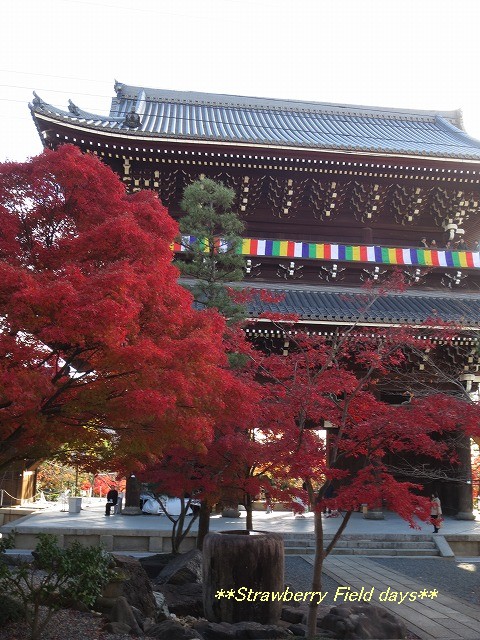 錦秋の京都　２０１３　金戒光明寺_c0087094_20215029.jpg