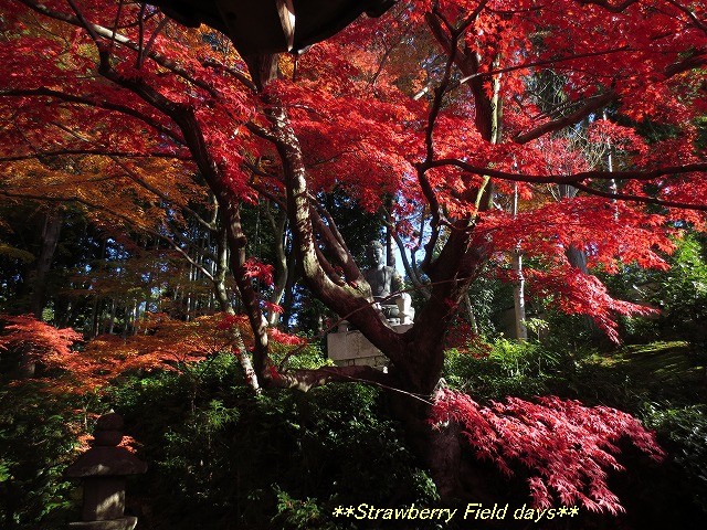 錦秋の京都　２０１３　金戒光明寺_c0087094_20262347.jpg