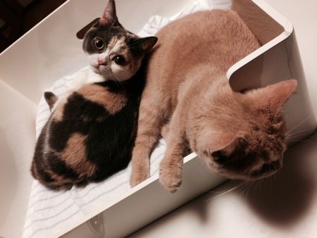 もう12月になりました☆_c0108595_20393417.jpg