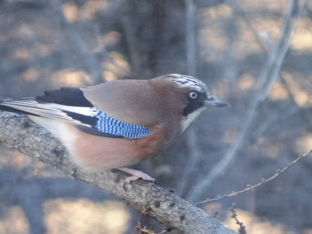 野鳥の沢山見られる季節_e0120896_940359.jpg