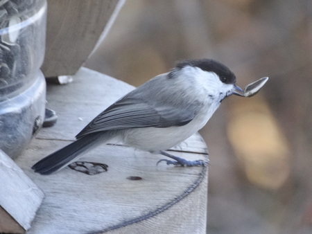 野鳥の沢山見られる季節_e0120896_9411312.jpg