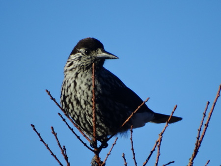 野鳥の沢山見られる季節_e0120896_9434462.jpg