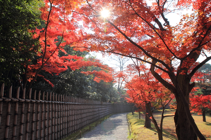 桂離宮の紅葉 極私的京都写真歩記