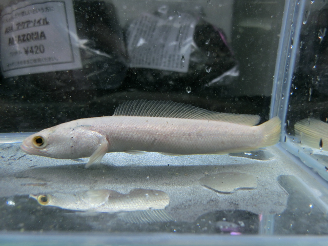 2013年熱帯魚入荷情報!Vol.29 (11/29~12/8)_b0141806_1352948.jpg