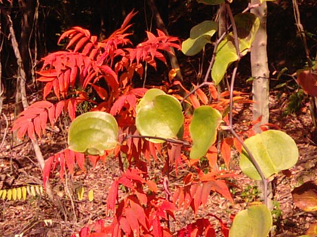 新居浜市の里山紅葉_f0231709_15365531.jpg