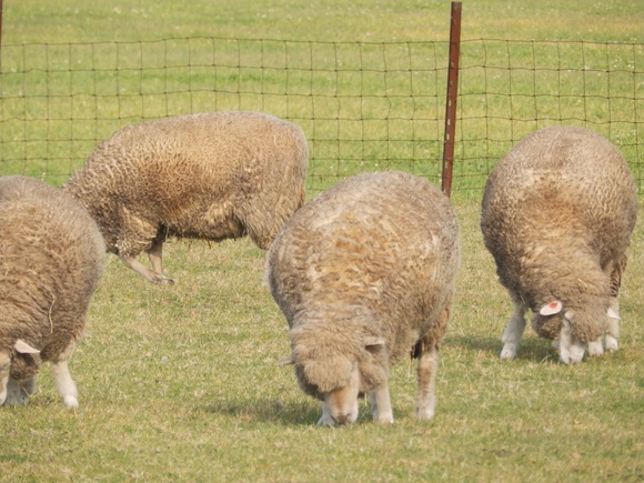 羊ヶ丘ならずーーー羊が沢山いましたよ！_d0200811_18144815.jpg