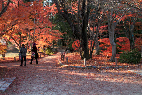 植物園 散りモミジ 13紅葉だより70_e0048413_20215314.jpg