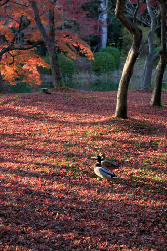 植物園 散りモミジ 13紅葉だより70_e0048413_2022404.jpg