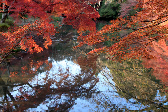 植物園 散りモミジ 13紅葉だより70_e0048413_2022453.jpg