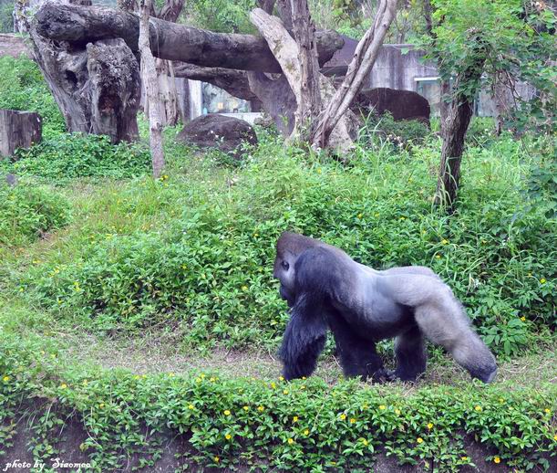 木柵動物園可愛遊_e0024817_171345100.jpg