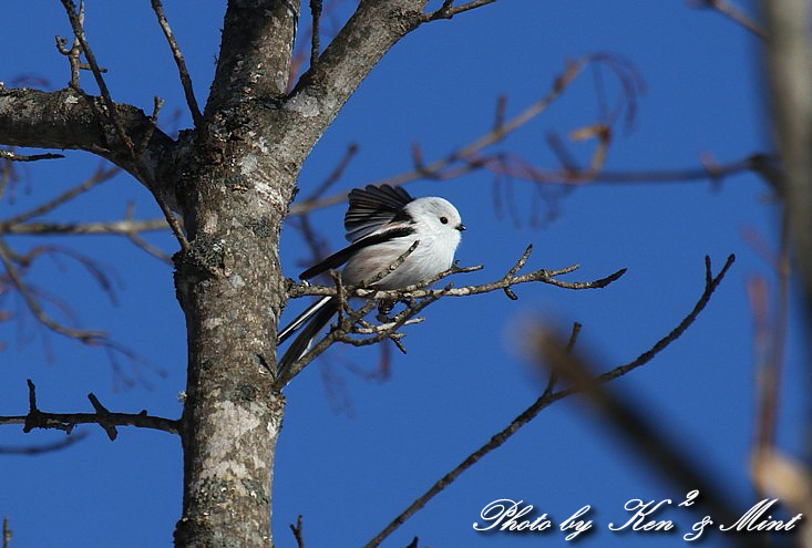 北海道探鳥ツアー　part3　可愛い 「シマエナガ」 さん～Σ^)　_e0218518_2321228.jpg