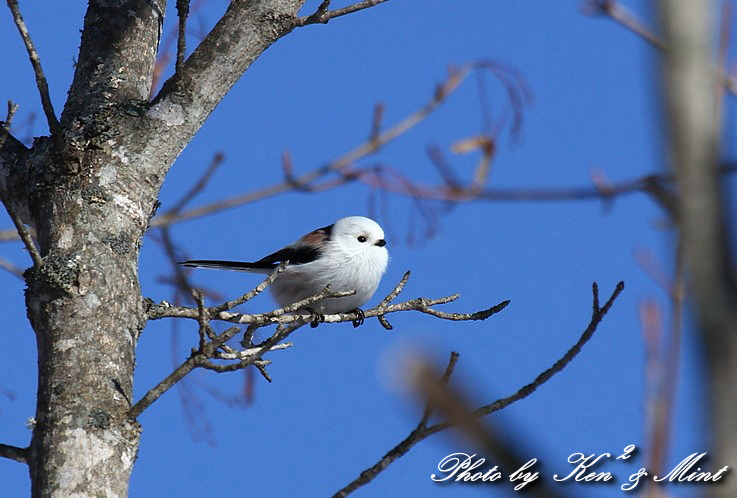 北海道探鳥ツアー　part3　可愛い 「シマエナガ」 さん～Σ^)　_e0218518_23215225.jpg