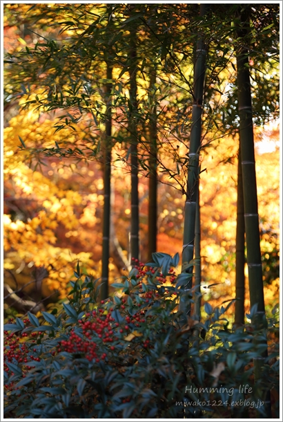 Autumn foliage @詩仙堂_b0260319_2034939.jpg