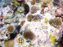 a0043520_11543748.jpg