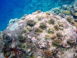 a0043520_11553446.jpg