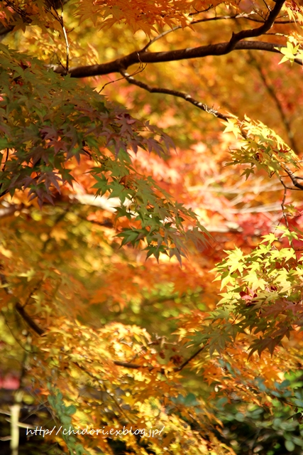 a0170321_1632621.jpg
