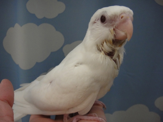 131207 オカメインコ・ヤマネ・マウス・ハムスター_f0189122_13354730.jpg
