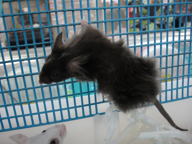 131207 オカメインコ・ヤマネ・マウス・ハムスター_f0189122_13363992.jpg